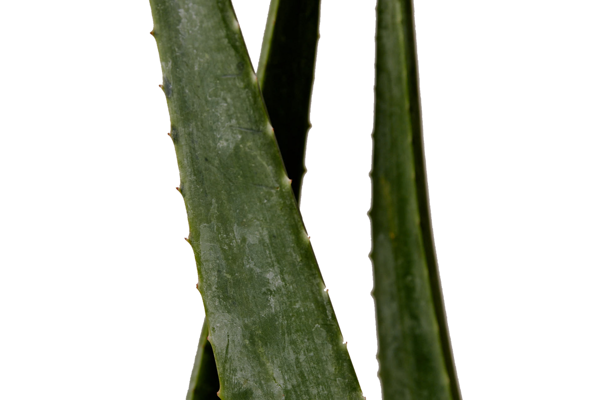 Aloe vera ingredient shown for Aromatica Soothing Aloe Aqua Cream